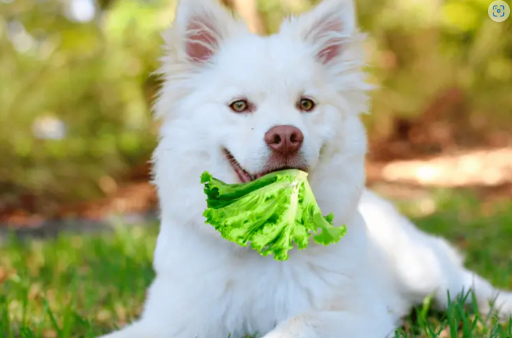 Can Dogs Eat Lettuce? The Honest Truth You Need To Know